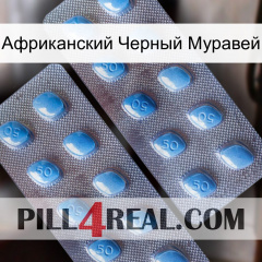 Африканский Черный Муравей viagra4